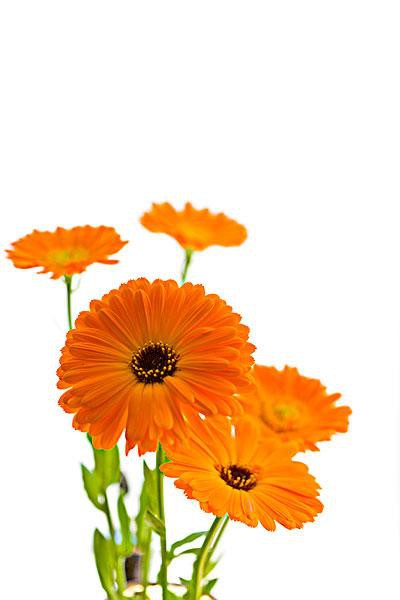 Marigold Extract Powder